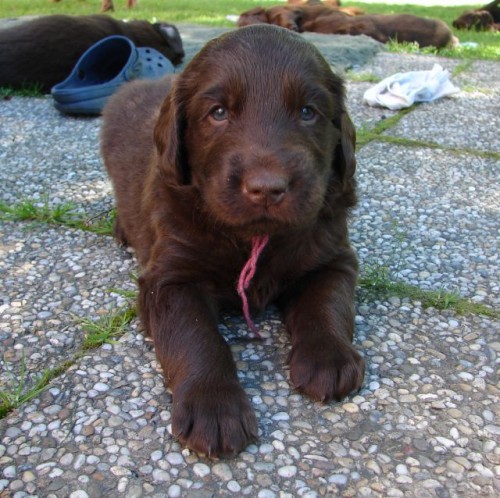 Flat coated retriever hn�d� a �ern� �t��ata