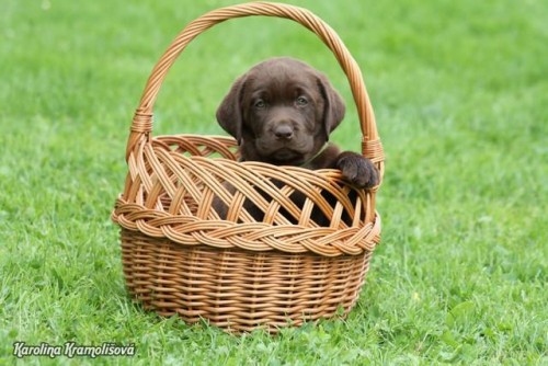 Labradorsk� retr�vr