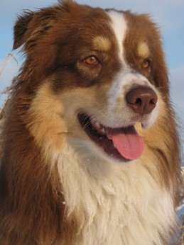 Australsk� ov��k - Agassi Red Sv�� v�tr