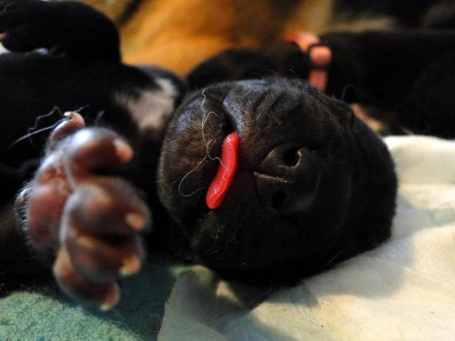 N�meck� doga- �ern� �t���tka s PP