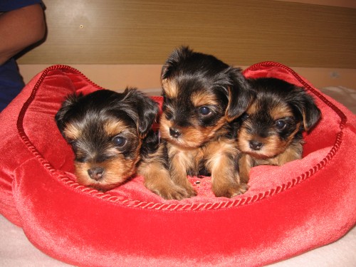 Jork��rsk� teri�r �t���tka