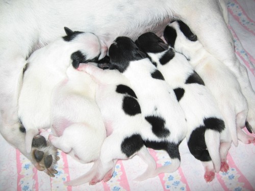 �t��ata Jack Russell teri�r na prodej