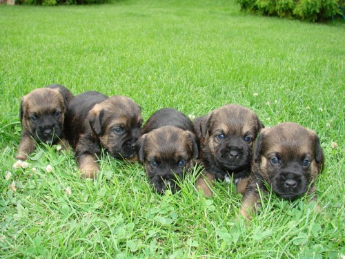 Prod�m �t�nata border teri�r�