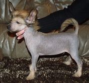 �t���tko pejsek s PP