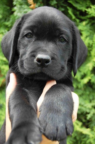 Labradorsk� retr�vr - �ern� �t���tka