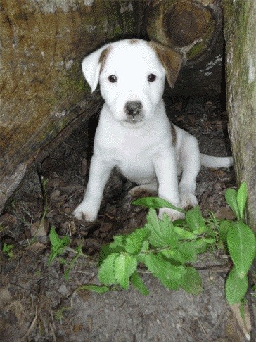 Parson Russell Teri�r s PP