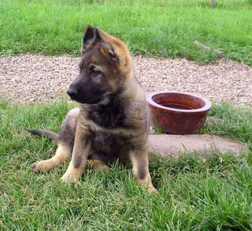 N�meck� ov��k s PP pracovn� chov