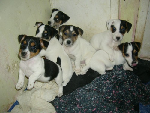 �T��ATA JACK RUSSELL TERIER