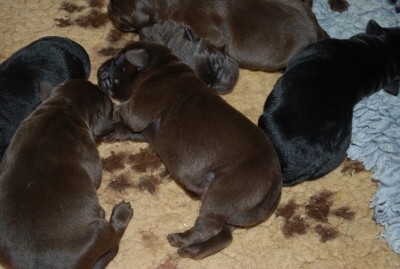 Labrador - �t��ata s PP