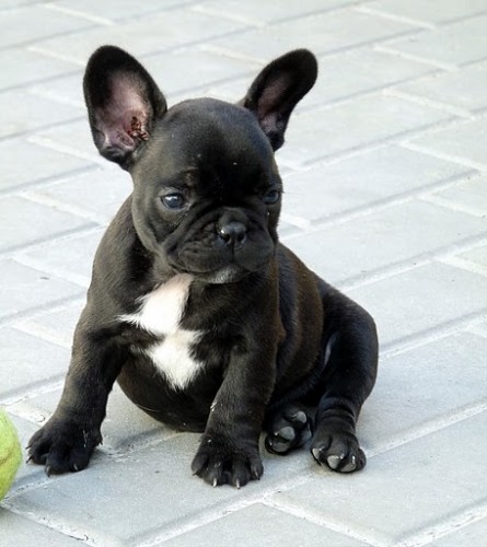 Francouzsk� buldo�ek