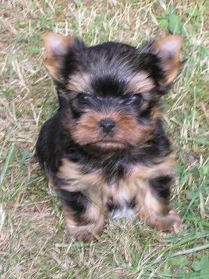 �t���tka jork��ra