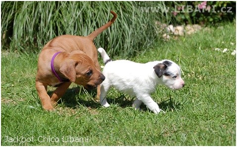 Parson Russell teri�r a Rhodesian ridgeback �t���t