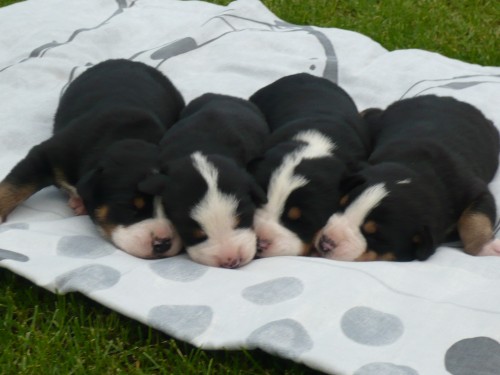 Prod�m �t���tka V�SP