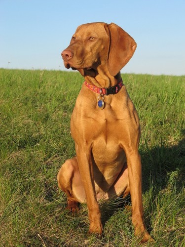 �t��ata MOK k zad�n�