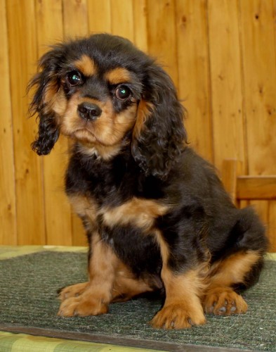 3 m�s��n� kaval�r - pejsek v barv� Black and Tan 