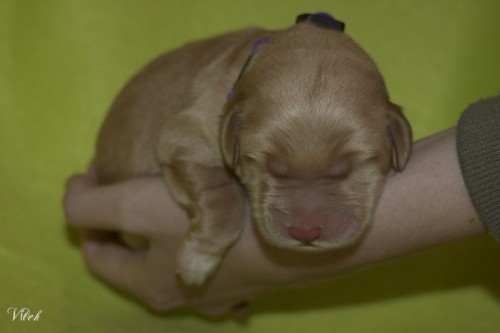 Hovawart - �t��ata s PP