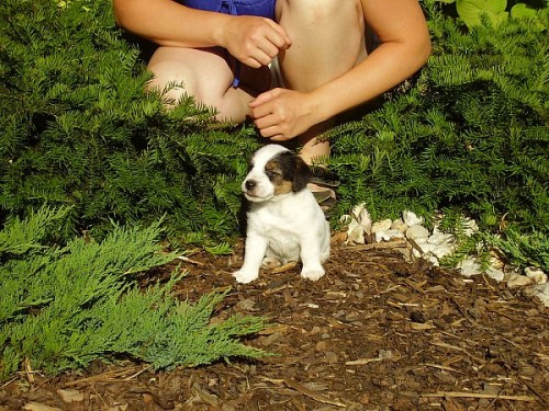 �t���tka Jack Russell Terrier�