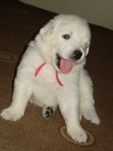 Slovensk� �uva�-�t���tka