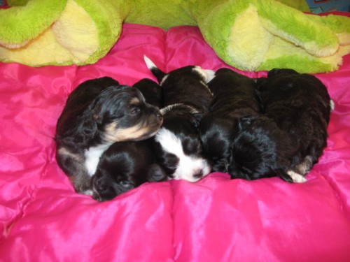 BOLO�SK� PS�K BAREVN�-BI�ONEK-BOLONKA-SRPEN