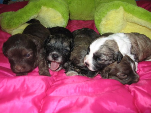 BOLO�SK� PS�K BAREVN�-BI�ONEK-BOLONKA-SRPEN