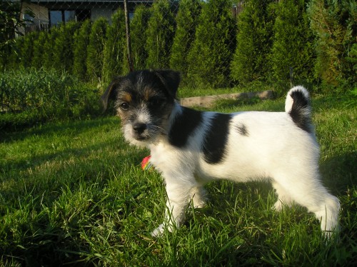 Jack Russell Teri�r s PP