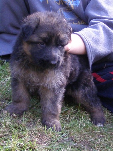 N�meck� ov��k -dlouhusrst� �t���tko s PP