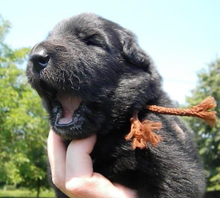 Belgick� ov��k