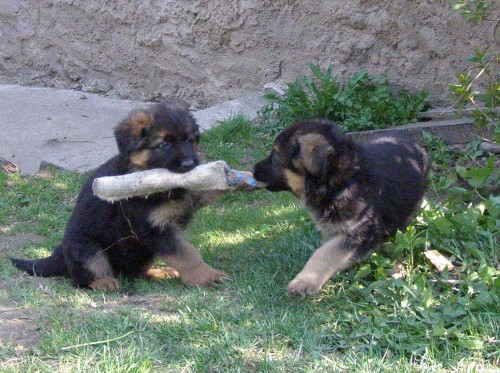 N�meck� ov��k - �t���tka s PP