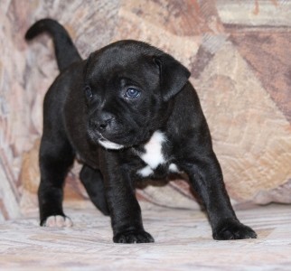 STAFORD��RSK� BULTERI�R - �T��ATA S PP z RUSKA