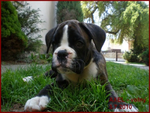 N�meck� boxer - �t�n� s PP