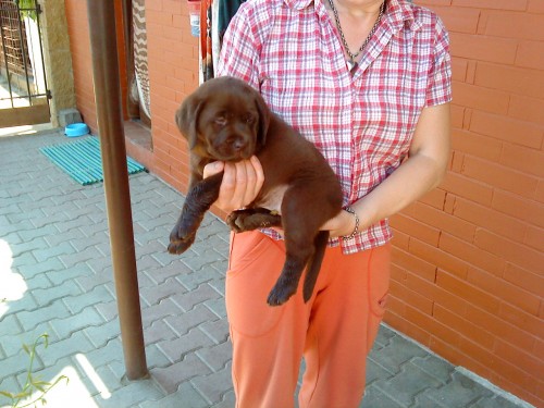 Labradorsk� retr�vr -odb�r ihned