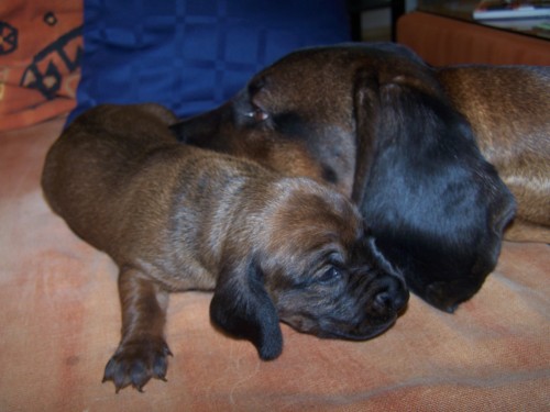 5 kluk� a 5 hol�i�ek