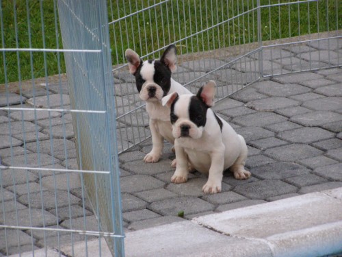 francouzsk� buldo�ek