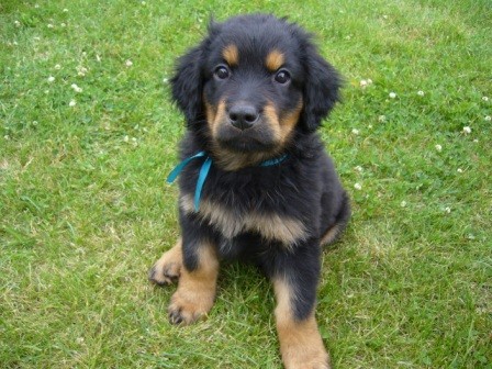 Hovawart �ernoznakat� pejsek s Pp