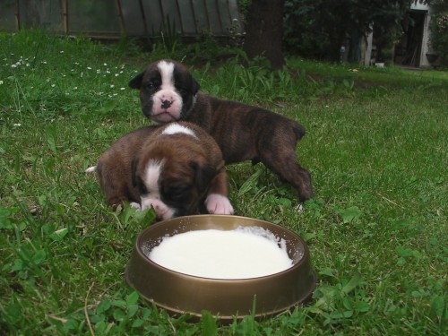 N�meck� boxer - �t��ata s PP