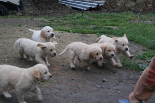 �t��ata zlat�ho retr�vra