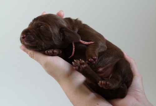 �t��ata oha�e bez PP