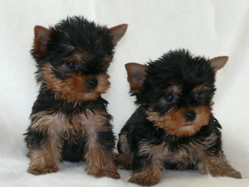 Jork��rsk� terier