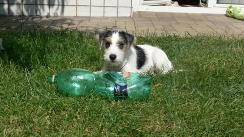 Parson russell teri�r