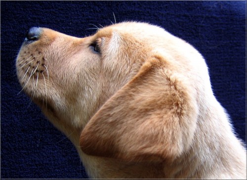 Labradorsk� retriever - n�dhern� pejsek s PP