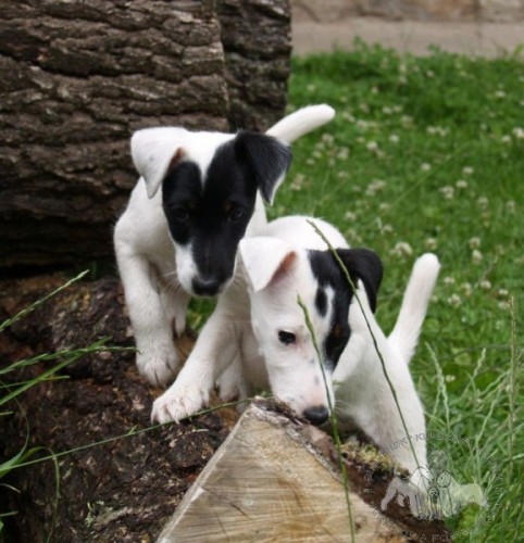 Foxteri�r hladkosrst�-z�znamy na perspektivn� �t��ata!!!