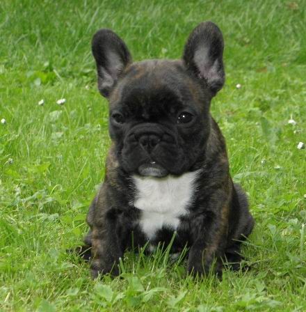 �t���tka Francouzsk�ho buldo�ka s PP