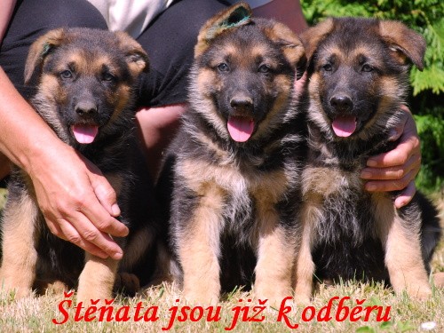 N�meck� ov��k - �t��ata