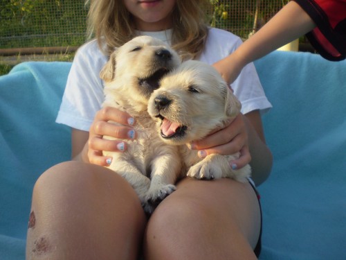 Zlat� retriever s PP,�t���tka