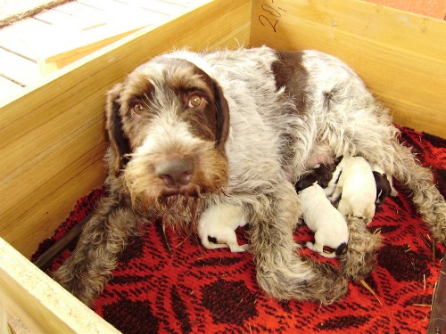 Prodej �t�nata �esk� fousek