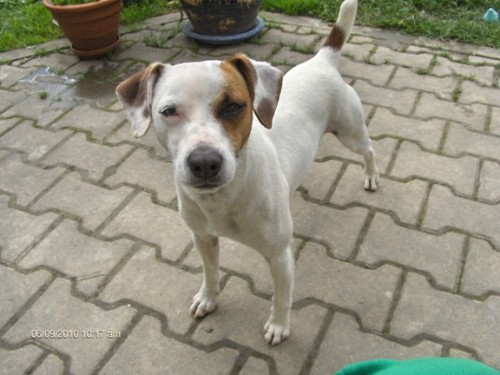 Daruji �t�n� Jack Russell terriera