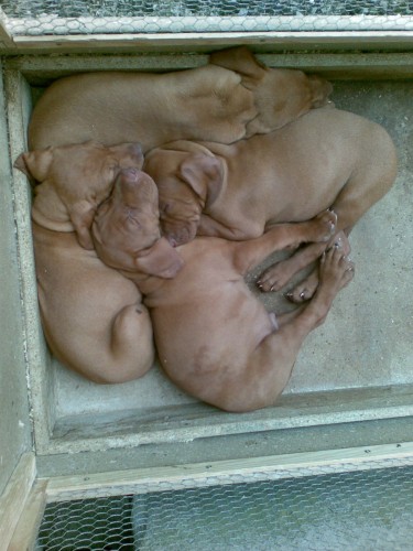 Ma�arsk� oha� �t��ata s PP