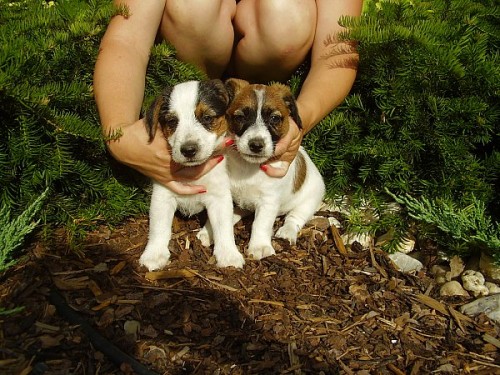 �t���tka Jack Russell Terrier�