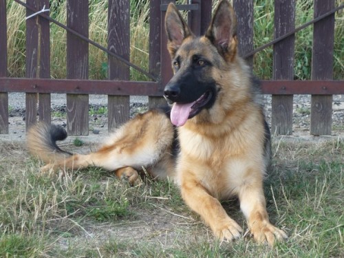 N�meck� ov��k- pes s PP, 8 m�s�c�