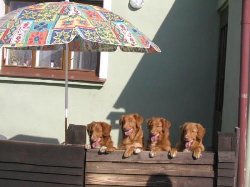 nejmen�� retr�vr